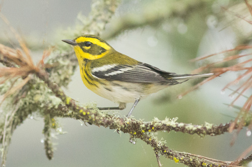 Townsend's Warbler
