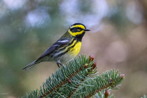 Townsend's Warbler
