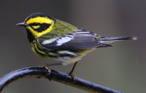 Townsend's Warbler