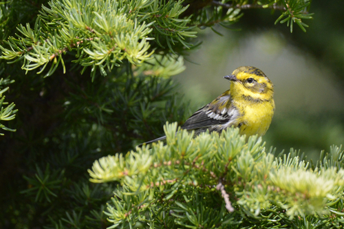 Townsend's Warbler