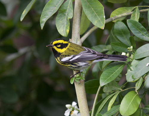 Townsend's Warbler