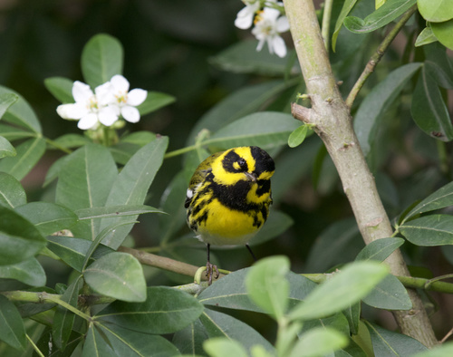 Townsend's Warbler
