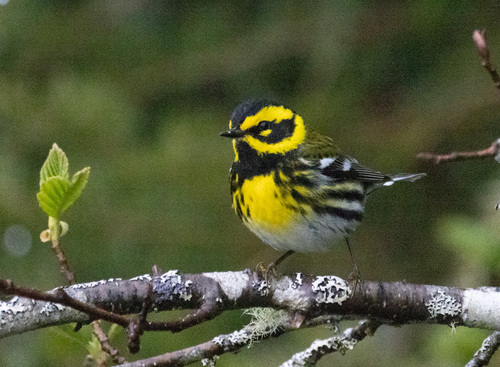 Townsend's Warbler