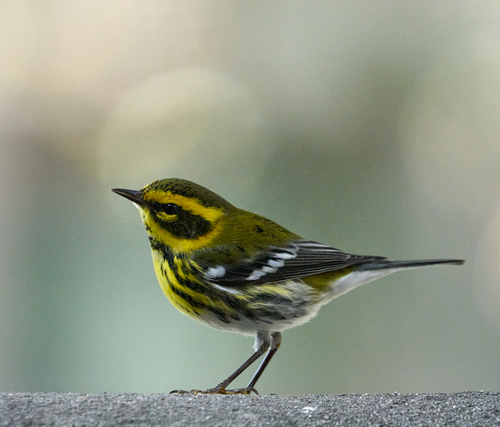 Townsend's Warbler