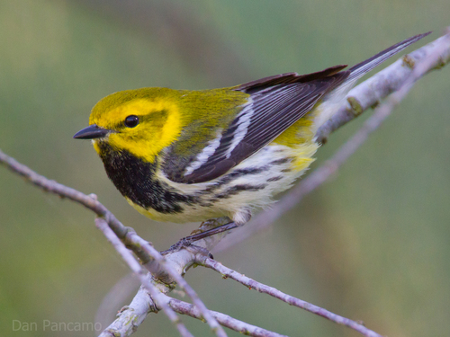 Black-throated Green Warbler