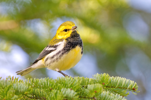 Black-throated Green Warbler
