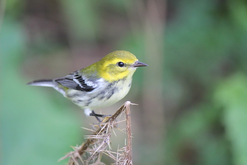 Black-throated Green Warbler