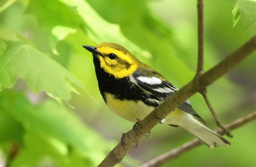 Black-throated Green Warbler