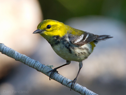 Black-throated Green Warbler