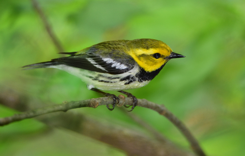 Black-throated Green Warbler