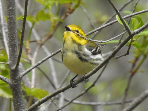 Black-throated Green Warbler