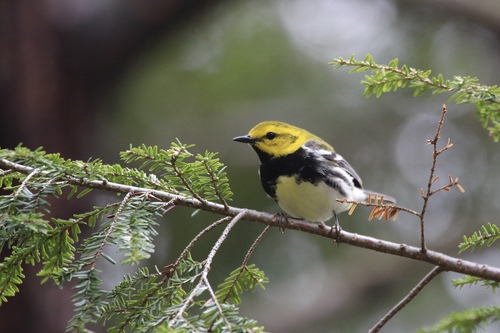 Black-throated Green Warbler