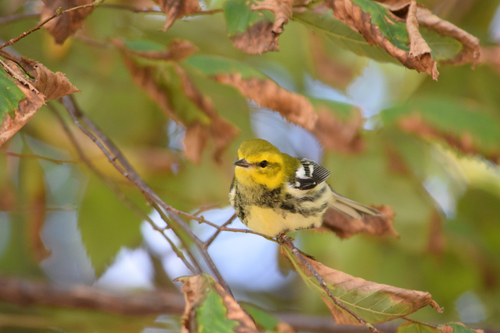 Black-throated Green Warbler