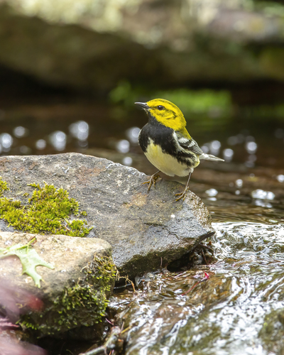 Black-throated Green Warbler