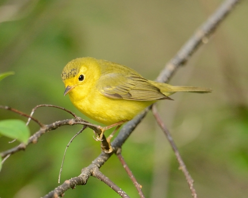 Wilson's Warbler