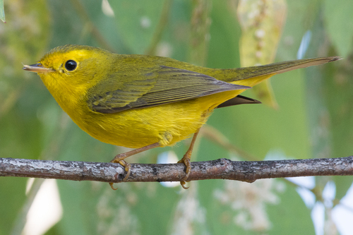 Wilson's Warbler