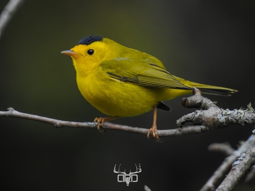 Wilson's Warbler