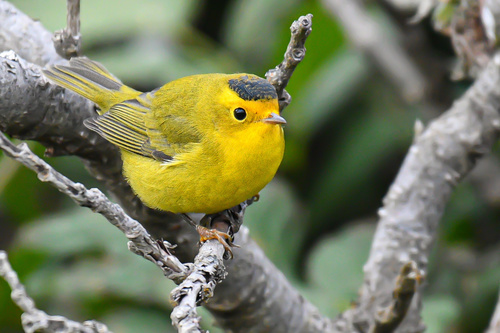 Wilson's Warbler