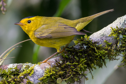 Wilson's Warbler