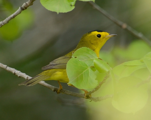 Wilson's Warbler