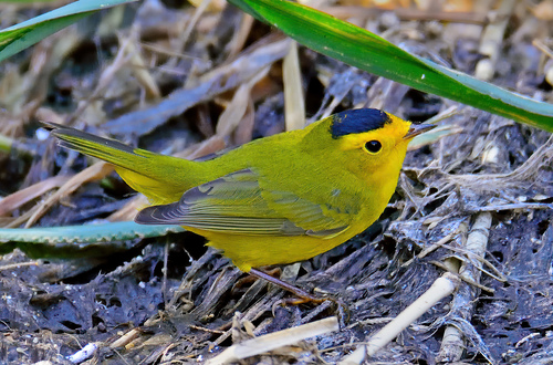 Wilson's Warbler