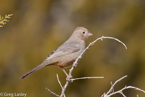 Canyon Towhee