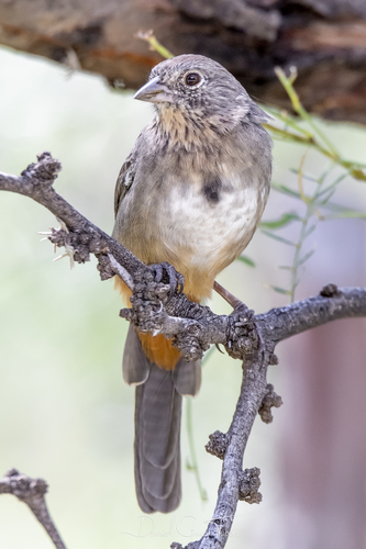 Canyon Towhee