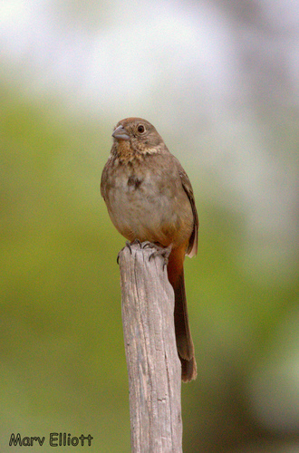 Canyon Towhee