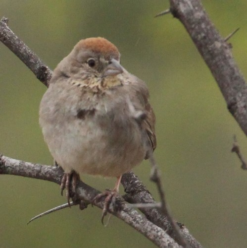 Canyon Towhee