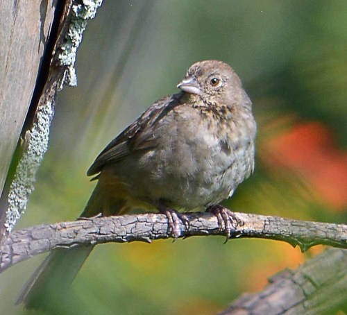 Canyon Towhee
