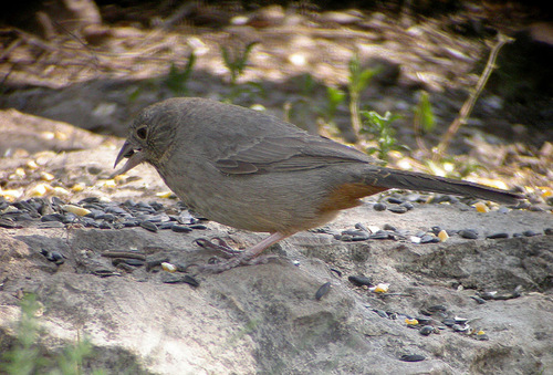 Canyon Towhee