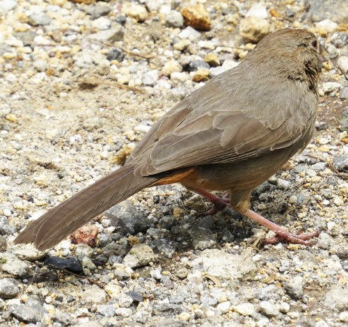 Canyon Towhee