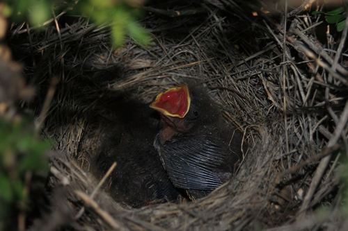 Canyon Towhee