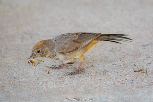 Canyon Towhee