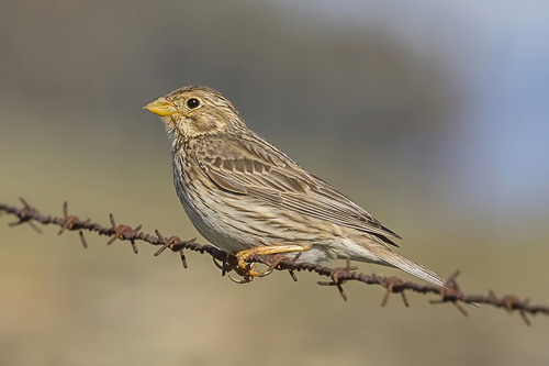 Corn Bunting