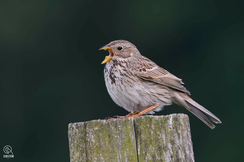 Corn Bunting
