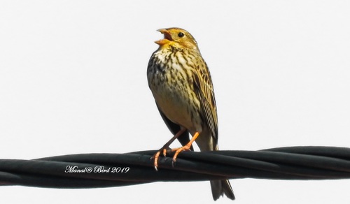 Corn Bunting