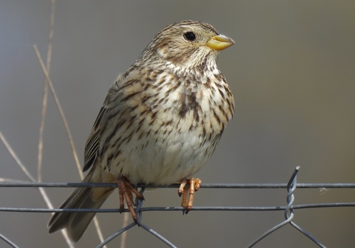 Corn Bunting