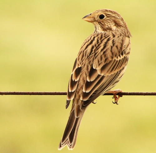 Corn Bunting