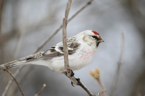 Redpoll