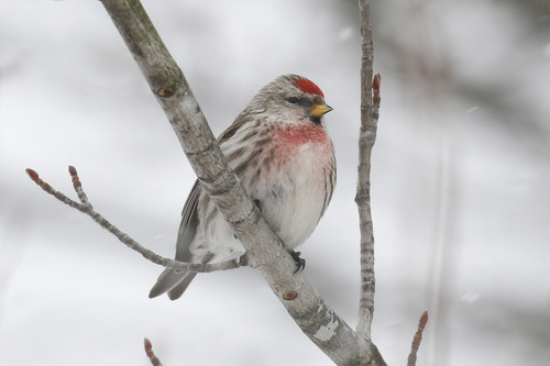 Redpoll