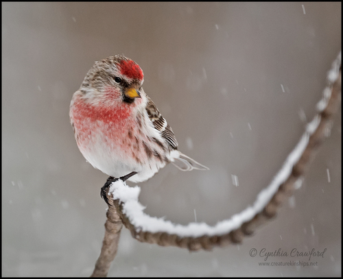 Redpoll
