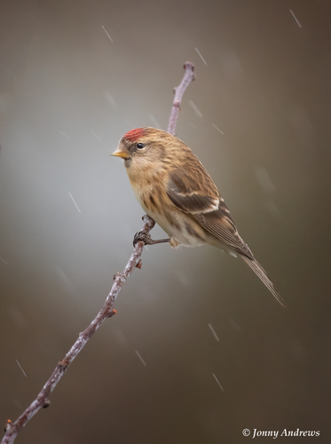 Redpoll