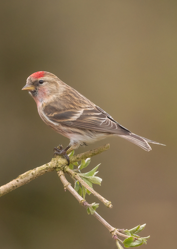 Redpoll