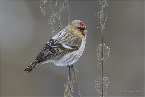 Redpoll