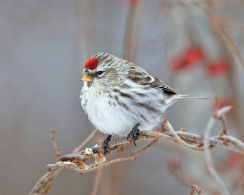 Redpoll