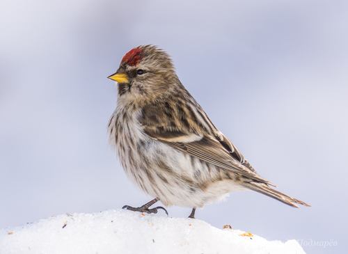 Redpoll