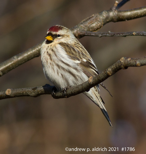Redpoll