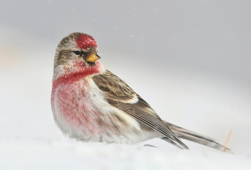Redpoll