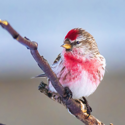 Redpoll